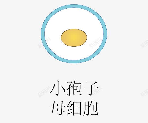 被子华粉发育过程png免抠素材_新图网 https://ixintu.com 小孢子 母细胞 示意图 结构图 被子华粉发育过程