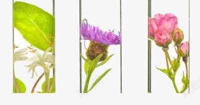 试管里的花朵png免抠素材_新图网 https://ixintu.com 叶子 玻璃 绿色 试管