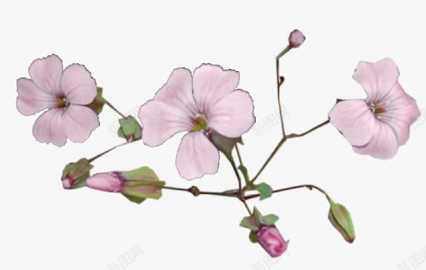 彩绘桃花花朵png免抠素材_新图网 https://ixintu.com 彩绘 桃花 花朵