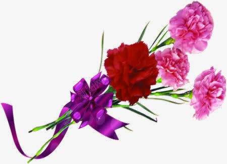 节日康乃馨花朵花束png免抠素材_新图网 https://ixintu.com 康乃馨 节日 花朵 花束
