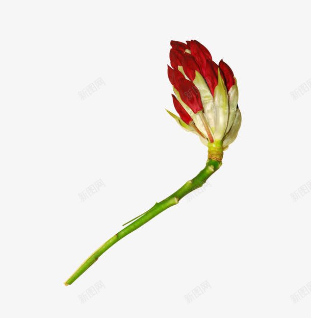 红色花骨朵png免抠素材_新图网 https://ixintu.com 一只 嫩芽 简图 红色 绿色