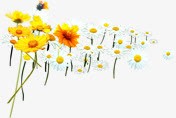 春天黄白色花朵装饰png免抠素材_新图网 https://ixintu.com 春天 花朵 装饰 黄白色