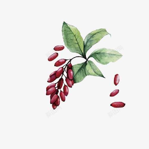 手绘红色果实植物png免抠素材_新图网 https://ixintu.com 植物 水彩植物 简笔画 红色果实