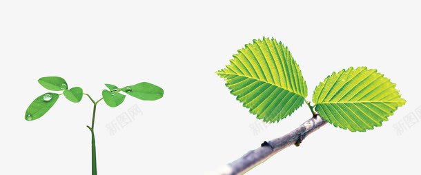 发芽树苗png免抠素材_新图网 https://ixintu.com 发芽 树苗 绿色 透明