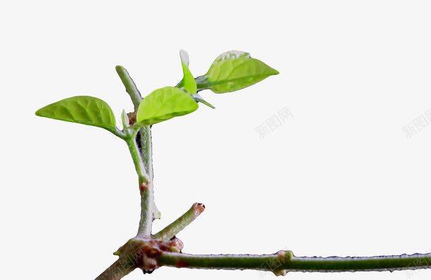 一枝绿芽png免抠素材_新图网 https://ixintu.com 免扣 新芽 枝芽 树枝免扣 树枝嫩芽 绿芽