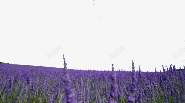 紫色薰衣草风景二png免抠素材_新图网 https://ixintu.com 紫色 美景 薰衣草 风景