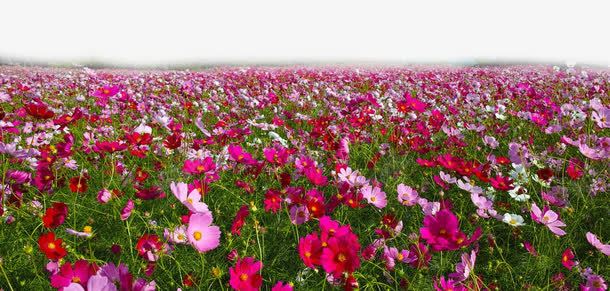 梦幻花海png免抠素材_新图网 https://ixintu.com 红色 花海 装饰素材