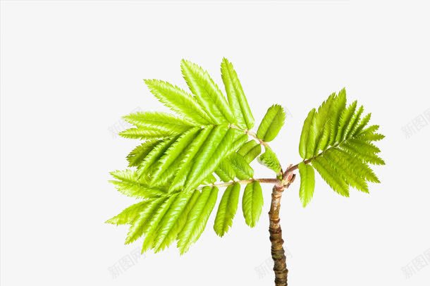 春天刚发芽的叶子png免抠素材_新图网 https://ixintu.com 叶子 春天 树枝 绿色