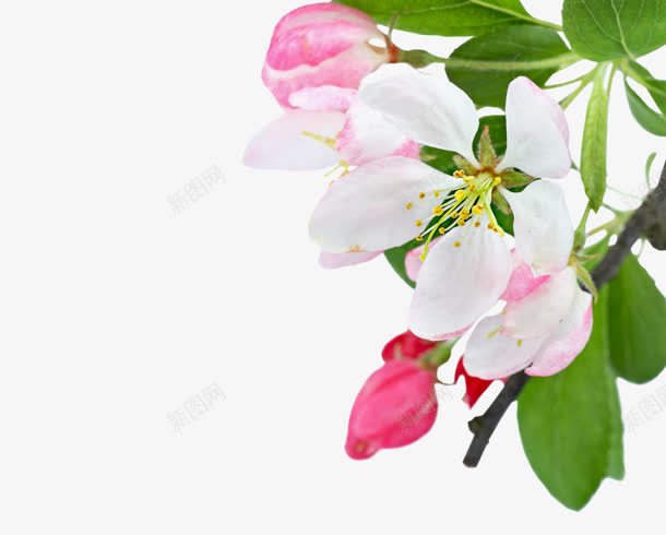 绿叶白色粉色小花png免抠素材_新图网 https://ixintu.com 白色 粉色 绿叶