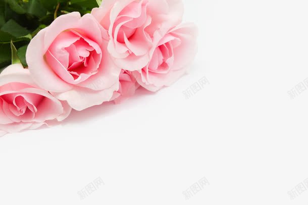 粉色梦幻花朵花瓣装饰png免抠素材_新图网 https://ixintu.com 梦幻 粉色 花朵 花瓣 装饰