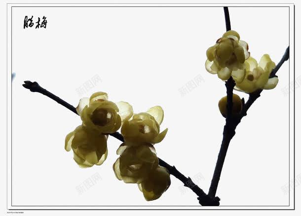 中式水彩腊梅png免抠素材_新图网 https://ixintu.com 中式 水彩 腊梅 边框