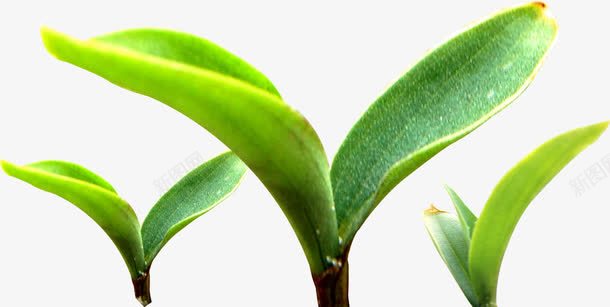 绿色春天发芽植物png免抠素材_新图网 https://ixintu.com 发芽 春天 植物 绿色
