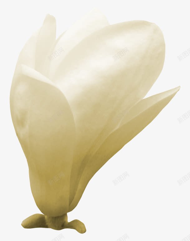 白色栀子花装饰花艺png免抠素材_新图网 https://ixintu.com 栀子花 白色 花艺 装饰