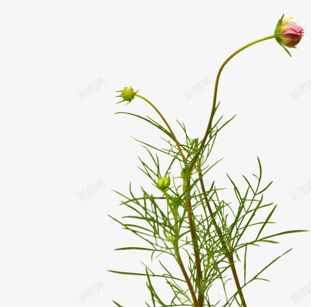 唯美田野花朵植物png免抠素材_新图网 https://ixintu.com 植物 田野 花朵