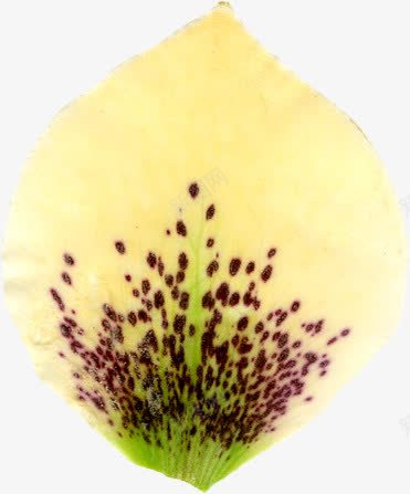 精美漂亮压花干花黄色花瓣png免抠素材_新图网 https://ixintu.com 压花 干花 漂亮 精美 花瓣 黄色