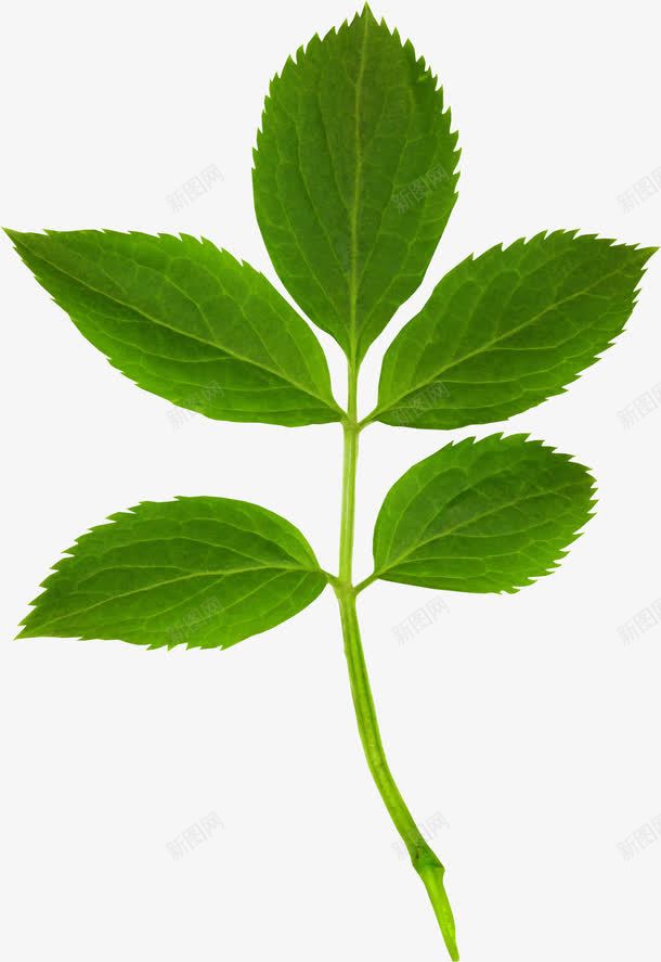 树叶植物png免抠素材_新图网 https://ixintu.com 叶子 幼苗 树叶 植物