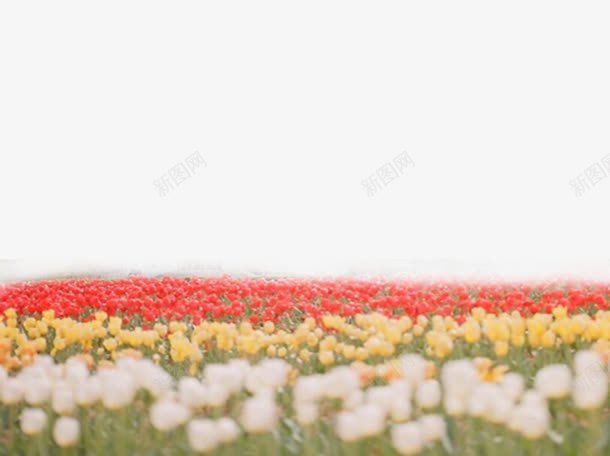 各色花花海png免抠素材_新图网 https://ixintu.com 彩色 花 花海 装饰素材