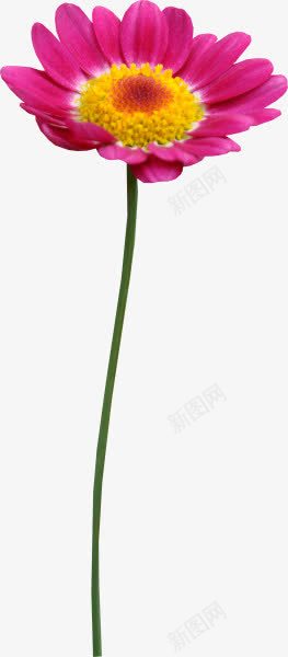 水红色花瓣黄色花蕊png免抠素材_新图网 https://ixintu.com 红色 花瓣 花蕊 黄色