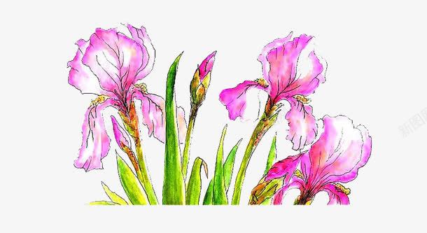 水墨鸢尾png免抠素材_新图网 https://ixintu.com 卡通 植物 水墨 绘画 鸢尾 鸢尾花