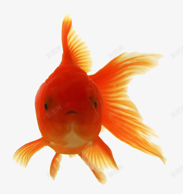 海洋金鱼png免抠素材_新图网 https://ixintu.com 海洋生物 观景鱼 金鱼 鱼儿 鱼类