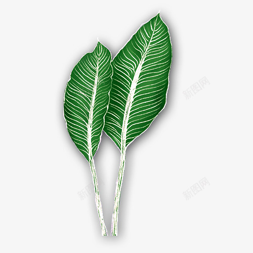 手绘绿色芭蕉叶图png免抠素材_新图网 https://ixintu.com 创意 卡通手绘 叶子 植物 水彩 简约 绿色 芭蕉叶