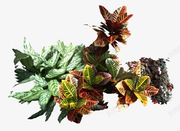 景观花灌木斑叶竹芋与孔雀竹png免抠素材_新图网 https://ixintu.com 孔雀竹芋 斑叶竹芋 植物 花灌木