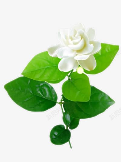 茉莉花png免抠素材_新图网 https://ixintu.com 妞嶇墿 椴滆姳 缁胯壊 鐧借壊 鑺辨湹