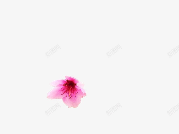 粉色掉落花卉手绘海报背景png免抠素材_新图网 https://ixintu.com 手绘 掉落 海报 粉色 背景 花卉