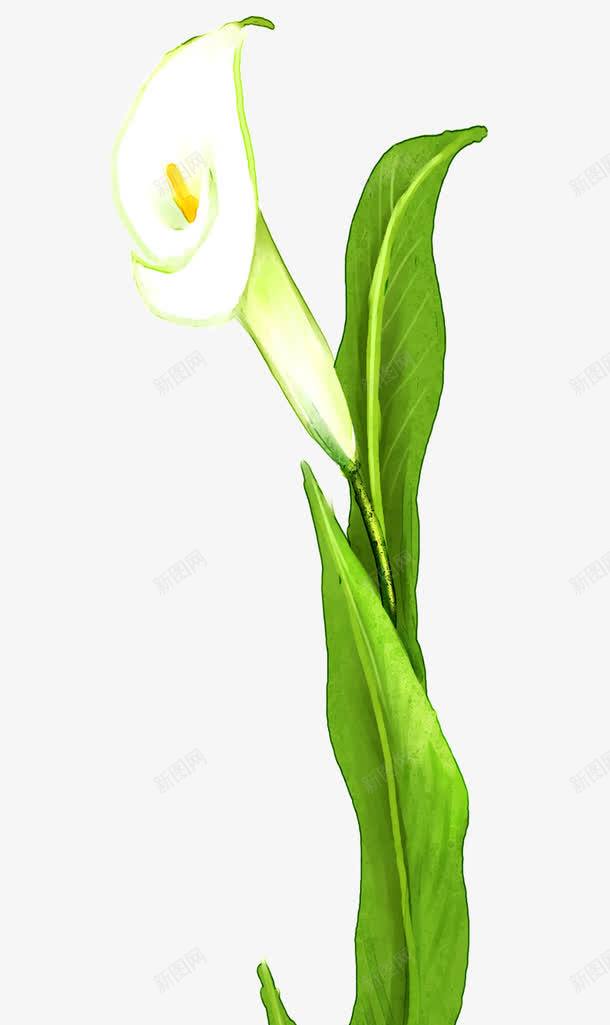 卡通植物马蹄莲片png免抠素材_新图网 https://ixintu.com 叶子 手绘马蹄莲 鲜花