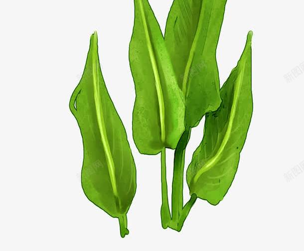 卡通植物马蹄莲片png免抠素材_新图网 https://ixintu.com 叶子 手绘马蹄莲 鲜花