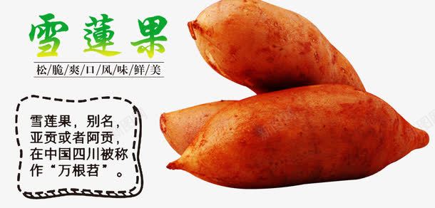 雪莲果亚贡水果png免抠素材_新图网 https://ixintu.com 云南天山雪莲果 水果 神果 菊薯 雪莲果