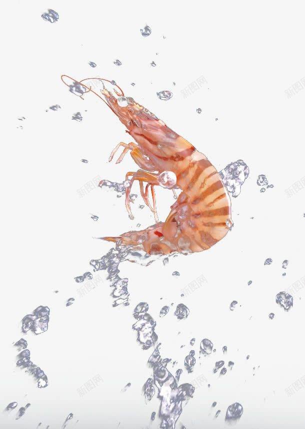 鲜嫩洗干净的基围虾png免抠素材_新图网 https://ixintu.com 基围虾 干净 水渍 鲜嫩