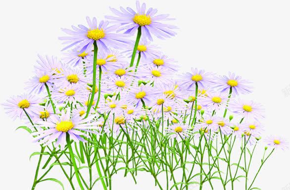 紫色卡通海报花朵png免抠素材_新图网 https://ixintu.com 卡通 海报 紫色 花朵 设计