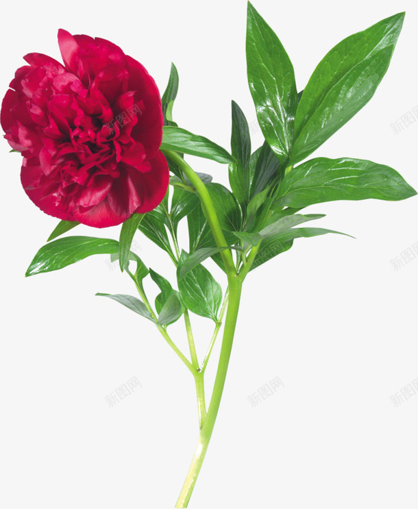 红色芍花png免抠素材_新图网 https://ixintu.com 植物 绿叶 芍花 鲜花
