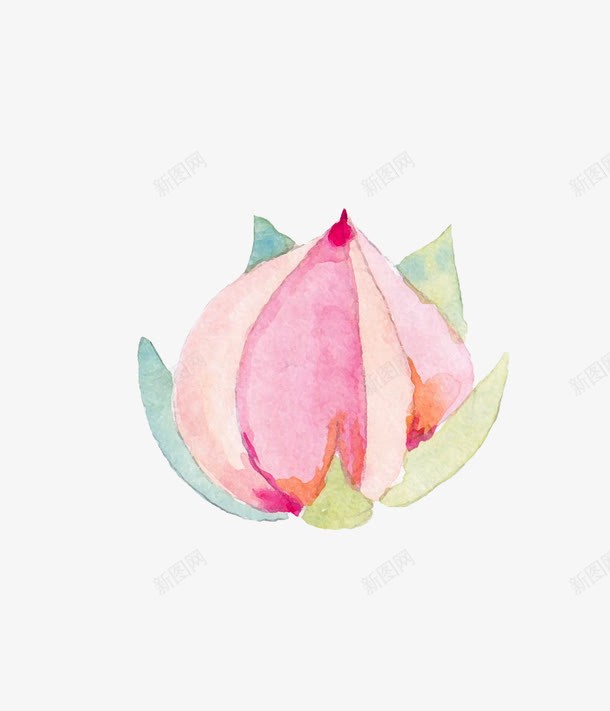 手绘水彩花苞png免抠素材_新图网 https://ixintu.com 彩色 手绘 手绘水彩花苞 水彩 花儿 花朵 花苞