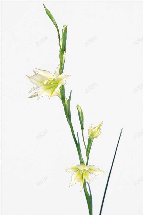 鲜花花艳丽植物花朵png免抠素材_新图网 https://ixintu.com 植物 艳丽 花 花朵 鲜花