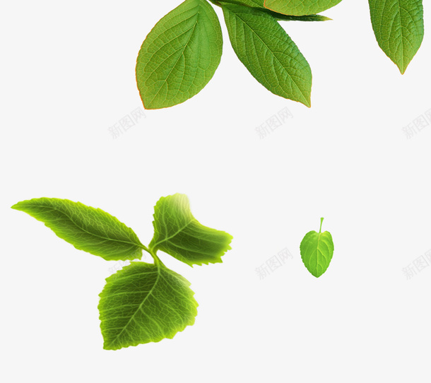 绿色简约树叶装饰图案psd免抠素材_新图网 https://ixintu.com 免抠PNG 树叶 简约 绿色 装饰图案