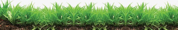 绿色春天草地植物png免抠素材_新图网 https://ixintu.com 春天 植物 绿色 草地 设计