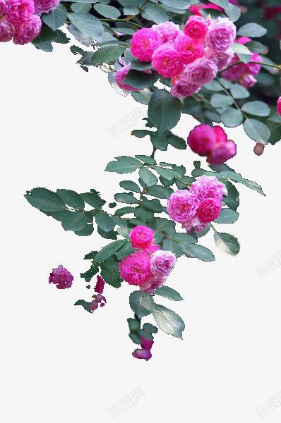 红色花朵墨绿色叶子png免抠素材_新图网 https://ixintu.com 叶子 墨绿 红色 花朵