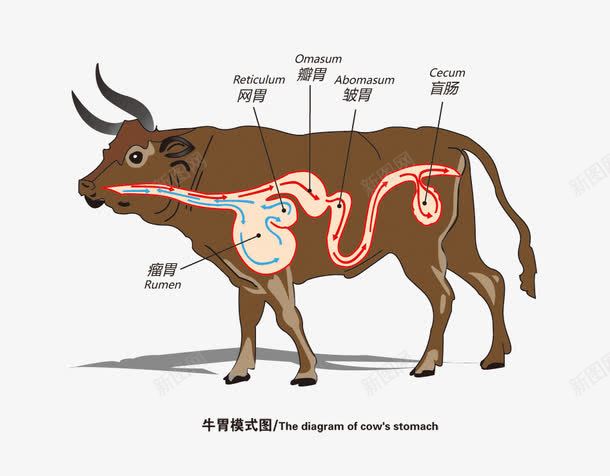 解刨图png免抠素材_新图网 https://ixintu.com 牛 肠道 胃 解刨图