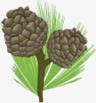 手绘绿叶棕色松子png免抠素材_新图网 https://ixintu.com 松子 棕色 绿叶