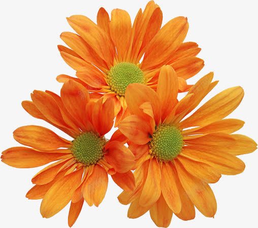 黄色喜庆花朵节日装饰png免抠素材_新图网 https://ixintu.com 喜庆 节日 花朵 装饰 黄色