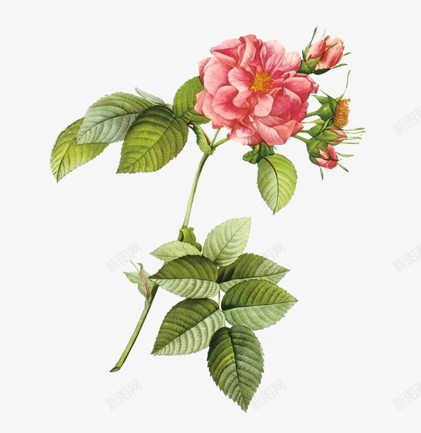 绿叶上的花朵png免抠素材_新图网 https://ixintu.com PNG 月季 绿叶 花朵