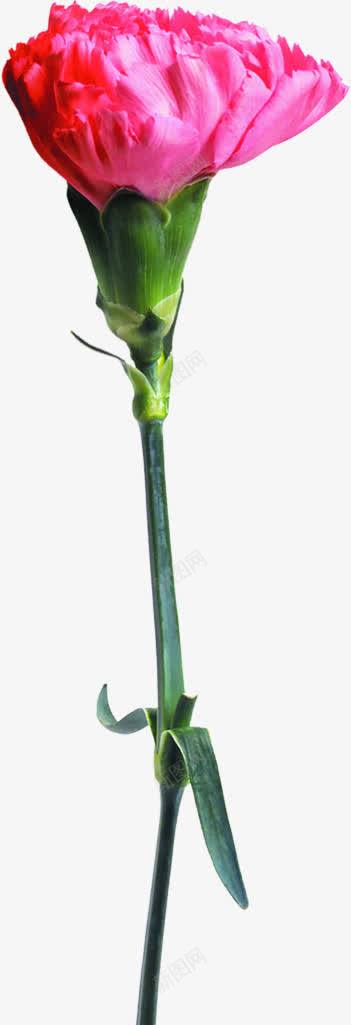 植物教师节海报花朵png免抠素材_新图网 https://ixintu.com 教师节 植物 海报 花朵