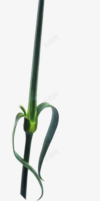 植物教师节海报花朵png免抠素材_新图网 https://ixintu.com 教师节 植物 海报 花朵