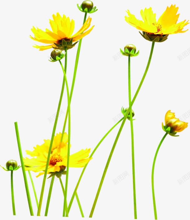 夏日植物黄色花朵png免抠素材_新图网 https://ixintu.com 夏日 植物 花朵 黄色