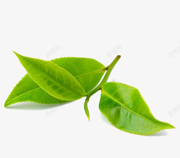 绿色树叶嫩芽装饰图案png免抠素材_新图网 https://ixintu.com 免抠PNG 嫩芽 新芽 树叶 绿色 装饰图案