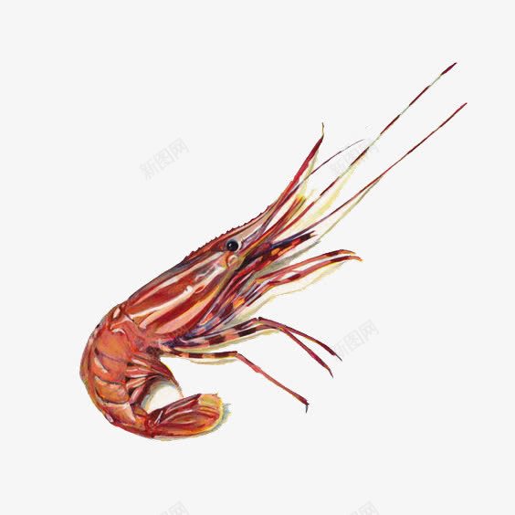 卡通大虾png免抠素材_新图网 https://ixintu.com 吓人 大虾插画 手绘大虾 新鲜大虾 油焖大虾 红虾 鲜虾