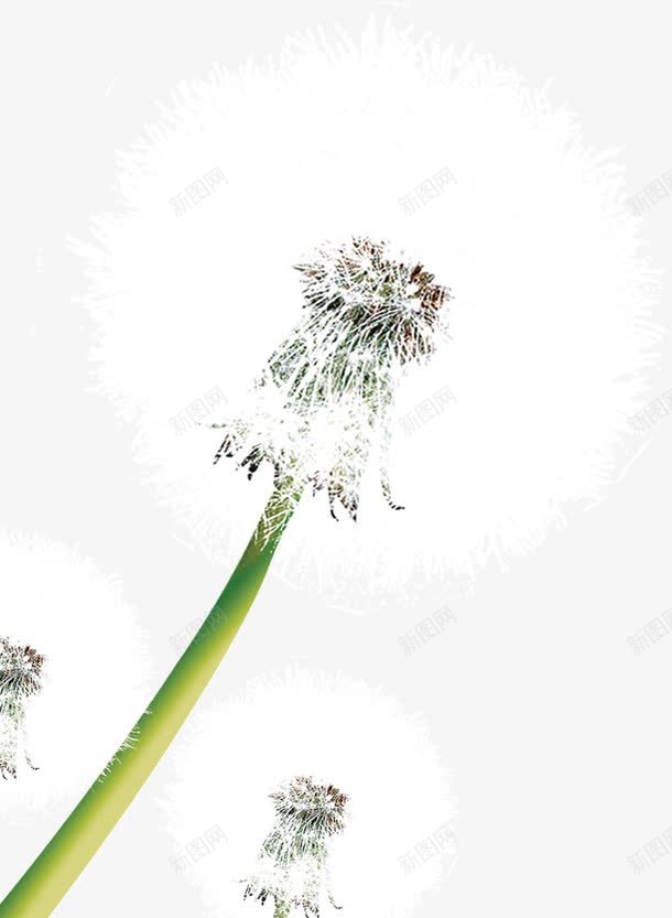可爱的蒲公英png免抠素材_新图网 https://ixintu.com 可爱 毛茸茸 蒲公英