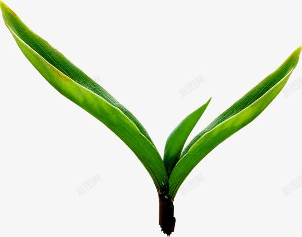 绿色发芽生长植物png免抠素材_新图网 https://ixintu.com 发芽 植物 生长 绿色